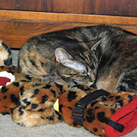 Pet Sockmonster | Interactive Pet Toy for Small Dogs & Cats