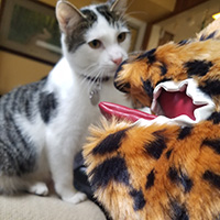 Pet Sockmonster | Interactive Pet Toy for Small Dogs & Cats