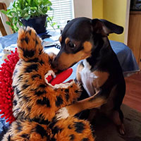 Pet Sockmonster | Interactive Pet Toy for Small Dogs & Cats