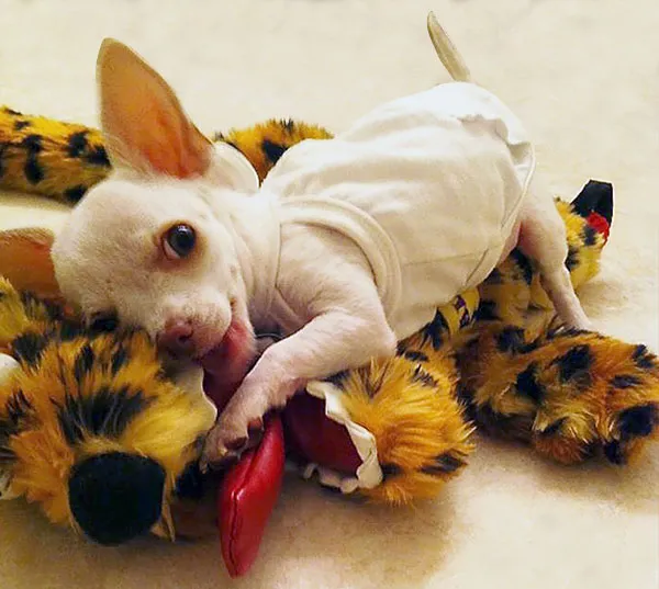 Pet Sockmonster | Interactive Pet Toy for Small Dogs & cats
