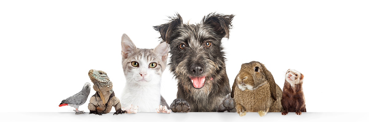 Pet Sockmonster | Interactive Pet Toy for Small Dogs & Cats