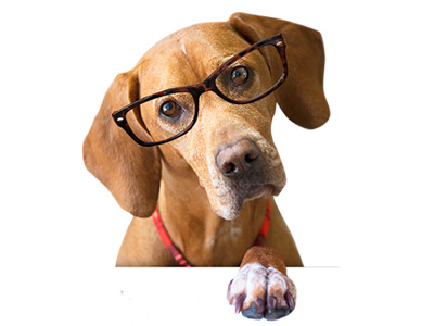 Great for pets who are blind or visually impaired