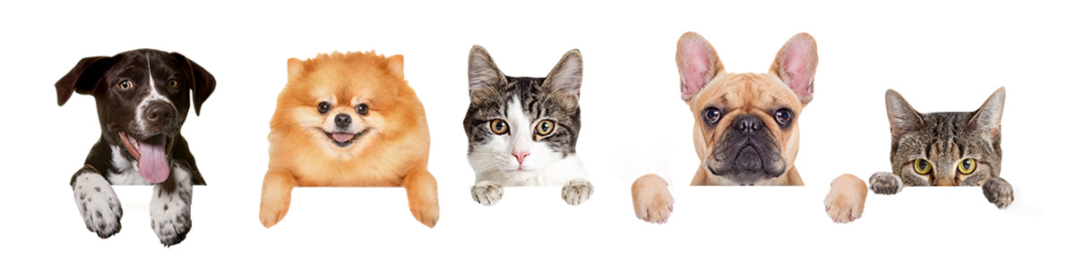 Pet Sockmonster | Interactive Pet Toy for Small Dogs & Cats