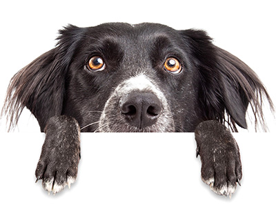 Keep your pet occupied while reading a book or watching TV.