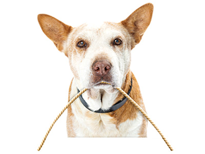 Gentle enough for senior, handicapped and differently abled pets