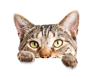 Weather bad outside? The Pet Sockmonster is a perfect indoor activity!