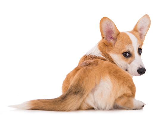 Pet Sockmonster | Interactive Pet Toy for Small Dogs & Cats